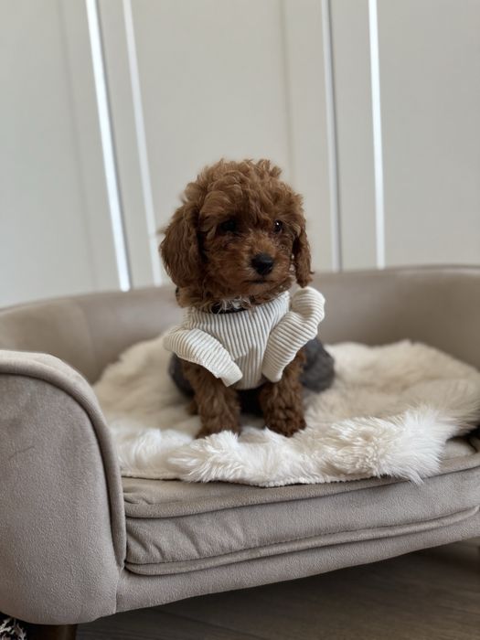 Sliczna sunia pudel toy