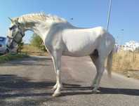 Vendo cavalo capado bem montado