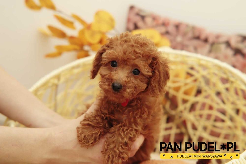 Pudel Toy Urocza Suczka Red Czerwona Niedługo Odbiór