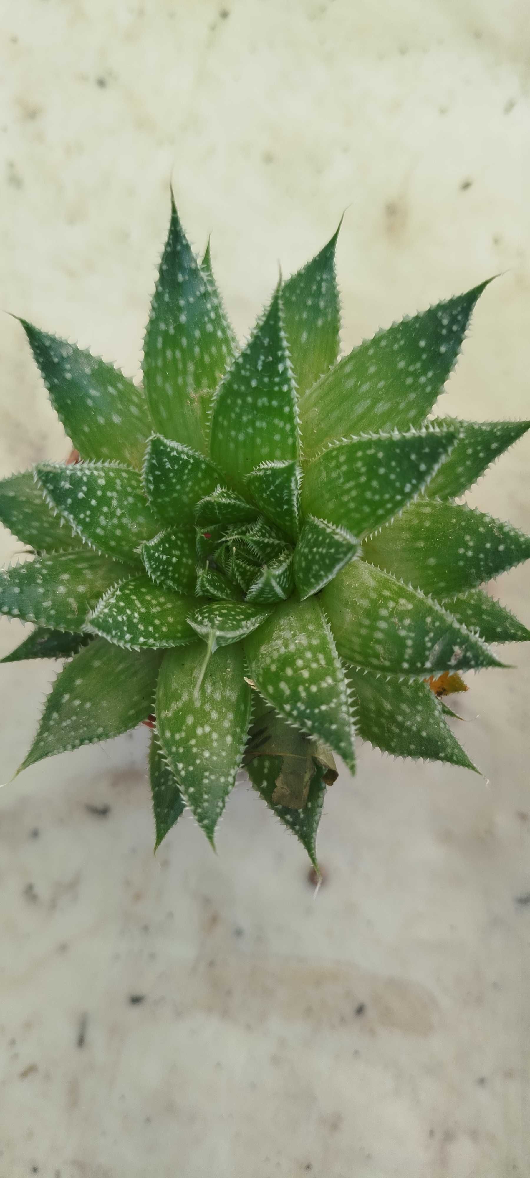 Suculentas por apenas 2€