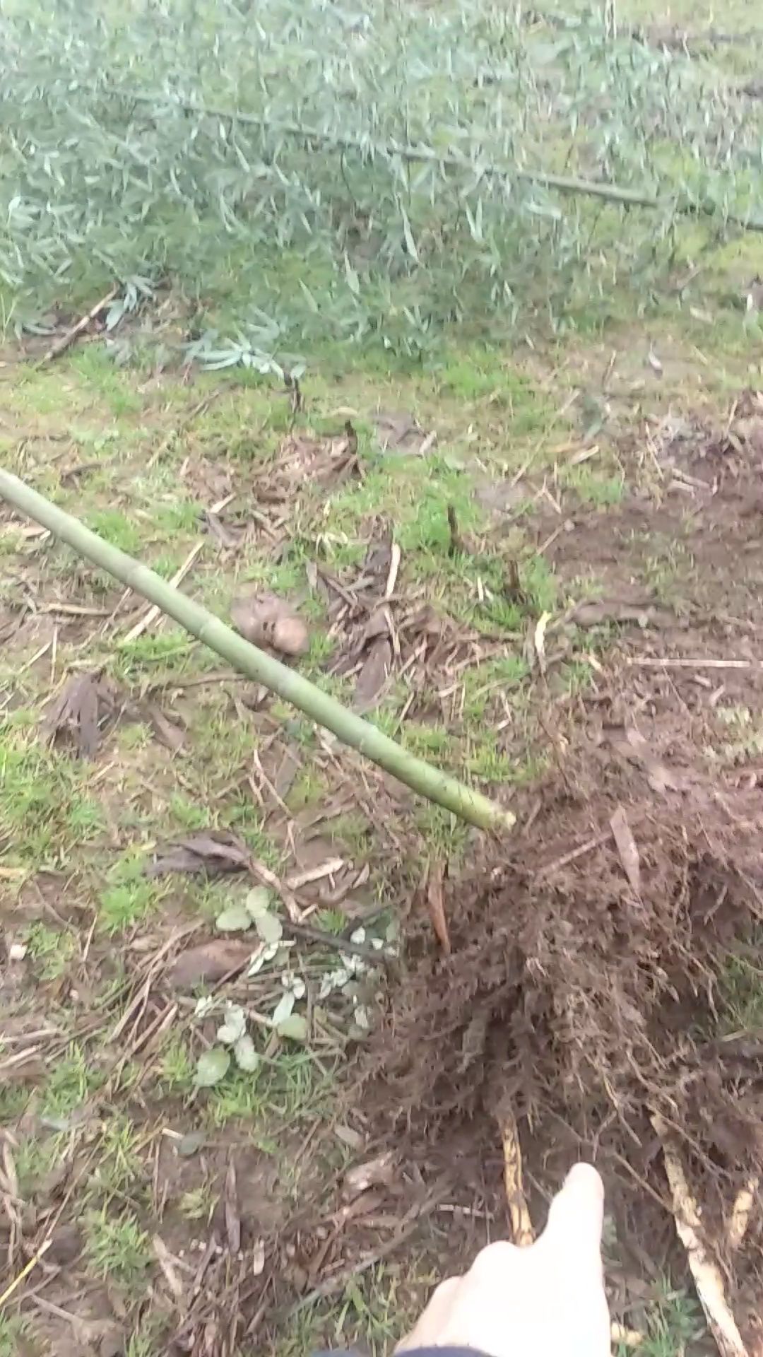 Canas de Bamboo ou Raízes em Vaso - Bambu c todos tamanhos ou alturas