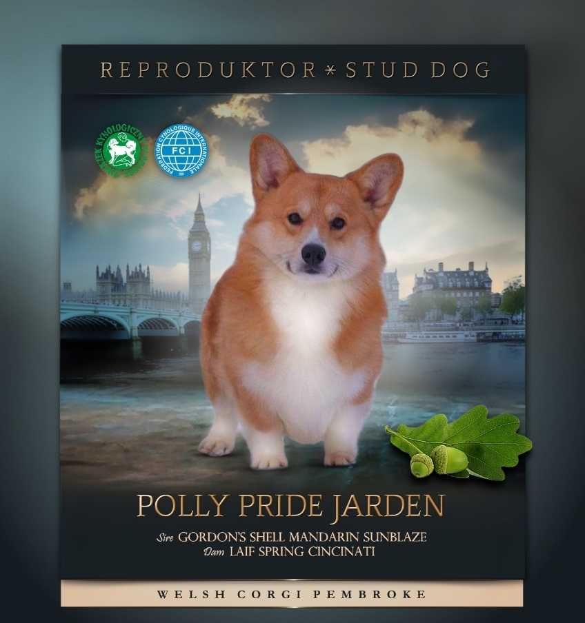 Welsh Corgi Pembroke suczka ZKwP FCI