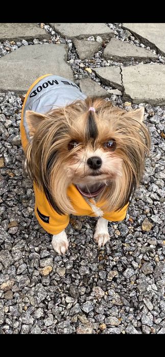 Бівер йорк міні дівчинка 4 р  бебі фейс