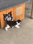Віддам кошенят безкоштовно