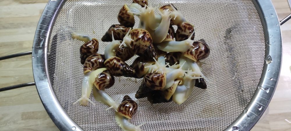 Равлики ахатіни альбіноси