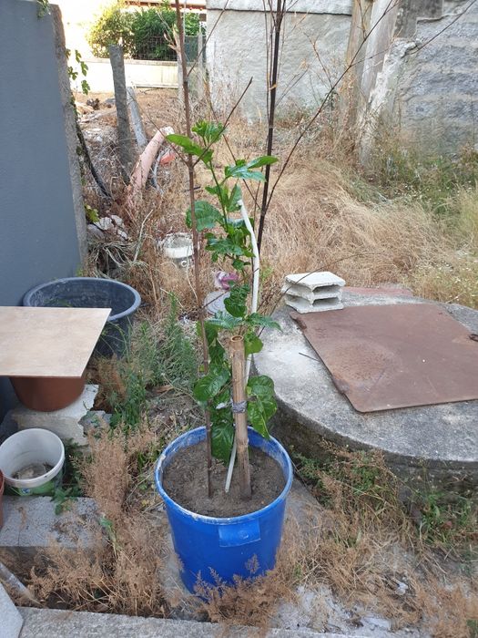 Árvore de maracujá