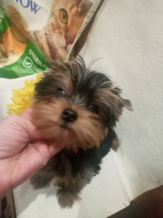 Очаровательная блондинка