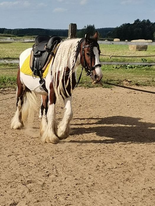 Sprzedam klacz irish cob