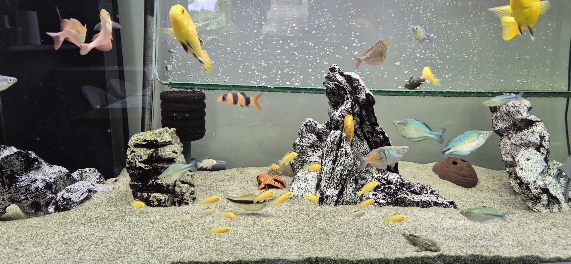 Pyszczak Yellow Labidochromis