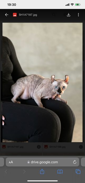 Канадский сфінкс хлопчик у розведення.  вік 1,5 місяці