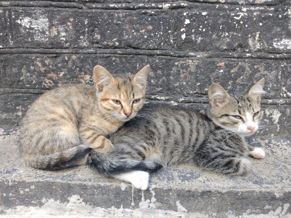 Кошенята в добрі руки