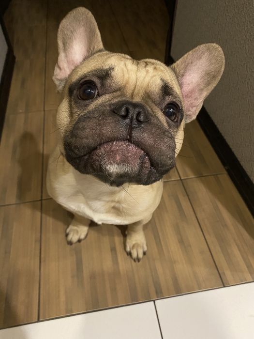 Французкий бульдог в’язка