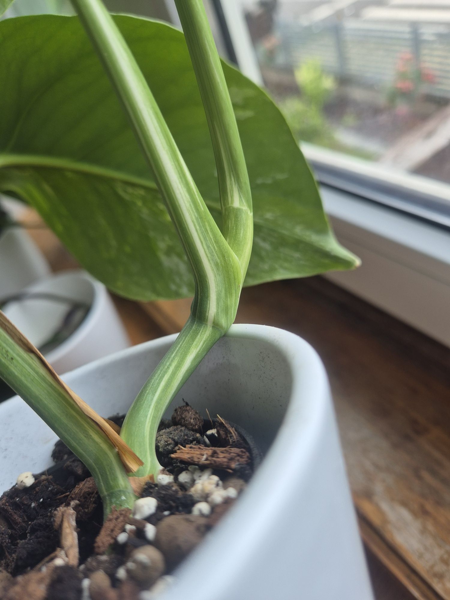 Monstera variegata