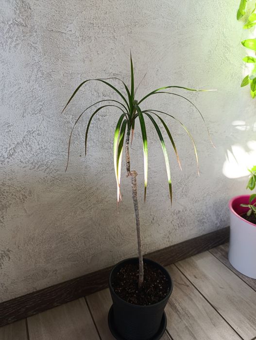 Продам   драцену