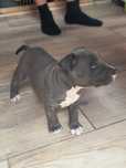 Amstaff Stanford terier szczeniaczek