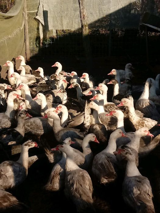 Kaczki/ kaczory żywe