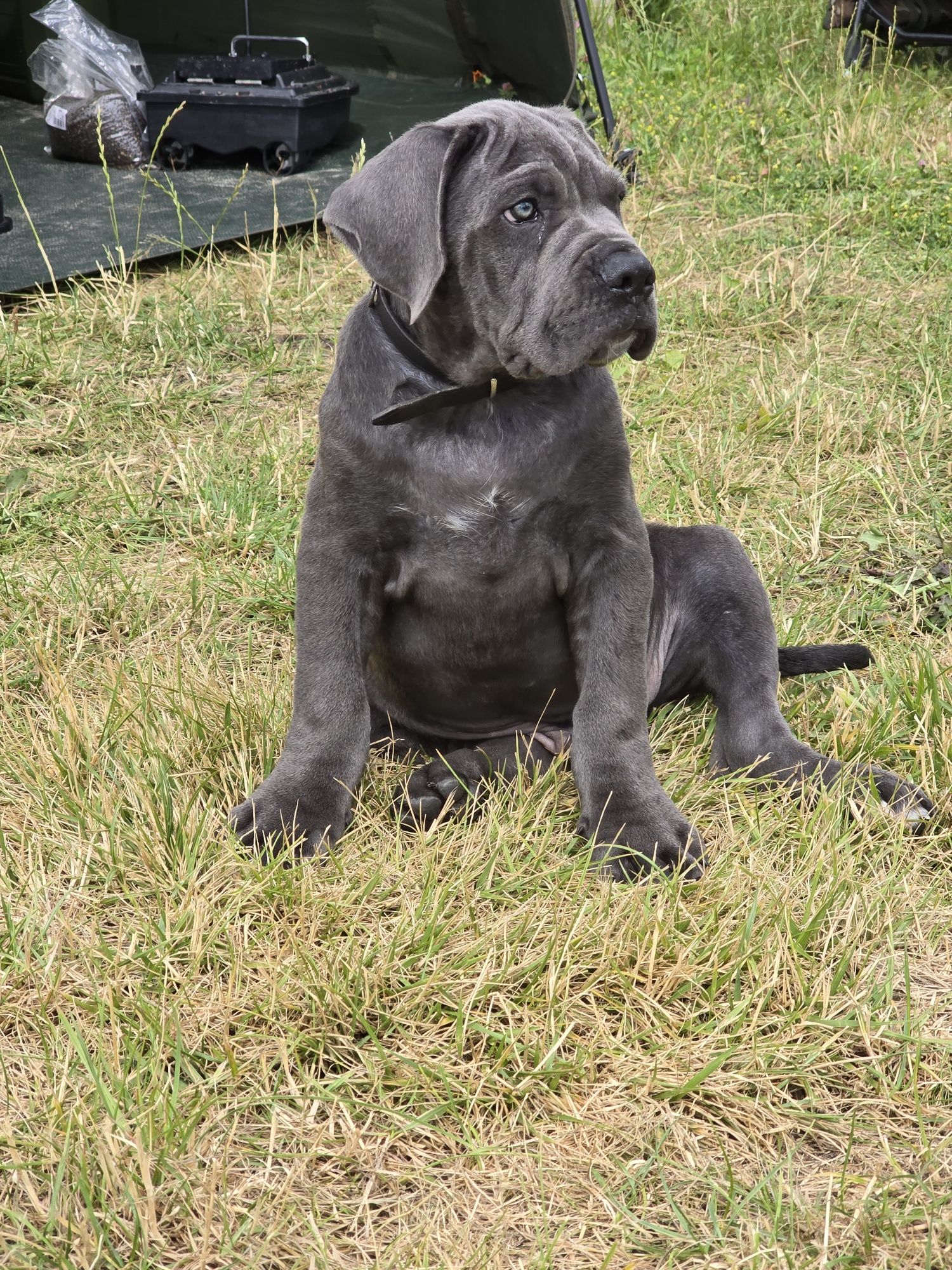 Cane Corso szczeniak suczka