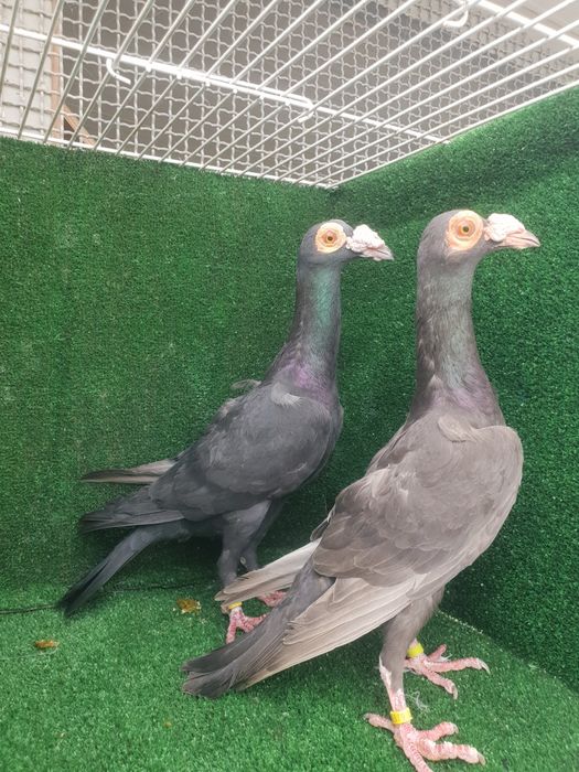 Casal pombos Galinha de Malta