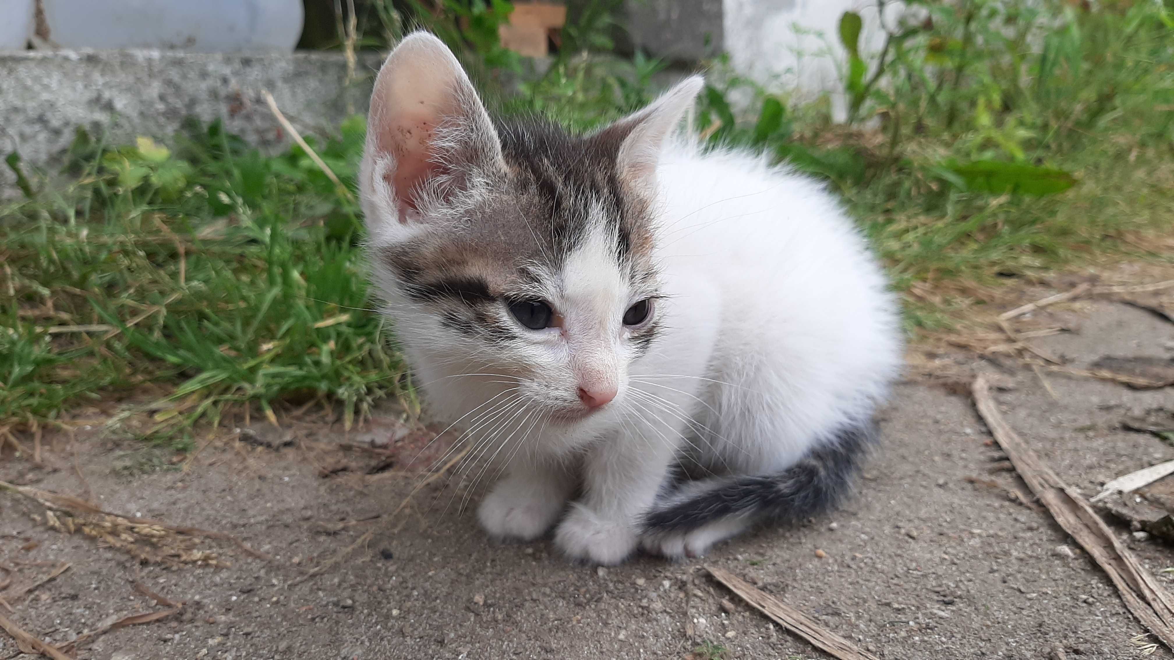 Gatinhos para adoção (nascidos a 22 de Abril)