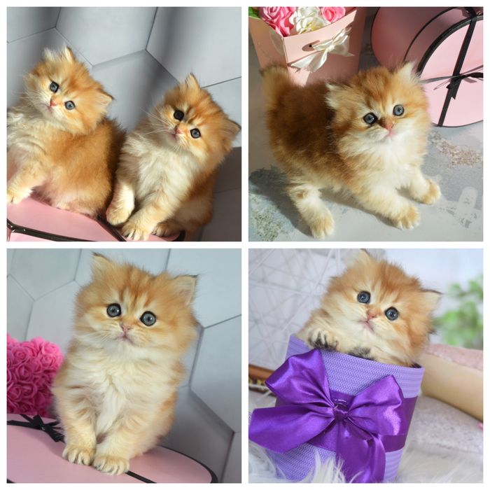 Британская золотая шиншилла /британська золота шиншила