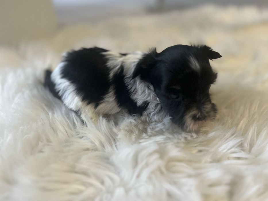 Biewer York suczka miniaturka xxs Odbior przed swietami