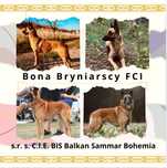 Owczarek Belgijski Malinois ZKwP/FCI