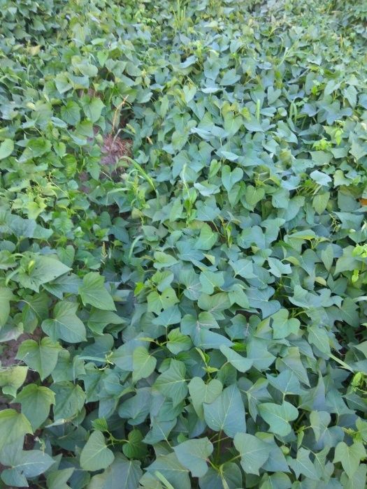 Батат для еды на килограммы