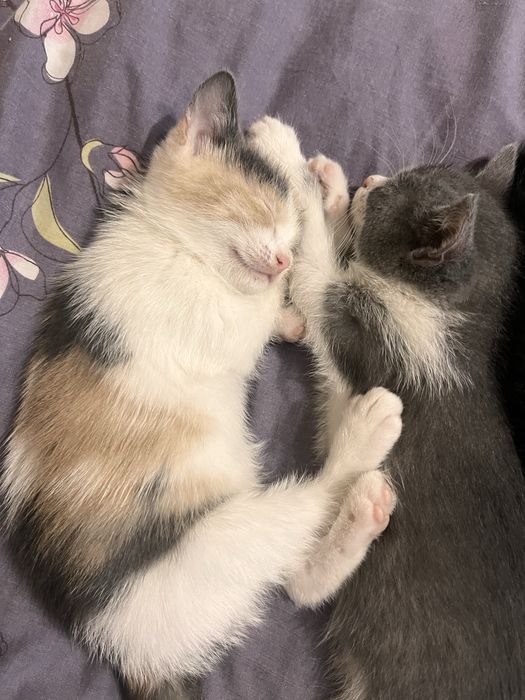 Віддамо котиків в добрі руки.