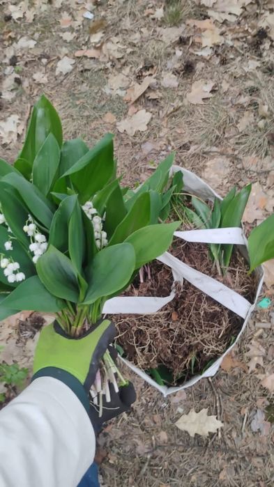 Konwalia majowa kłacze sadzonki 40 sadzonek