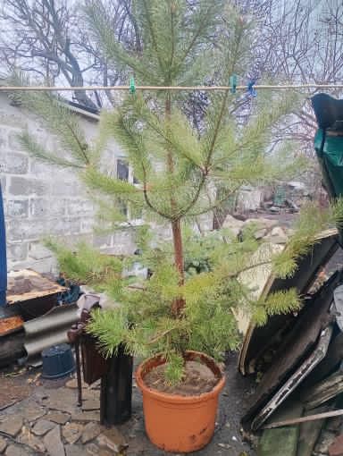 Продам сосну обычную