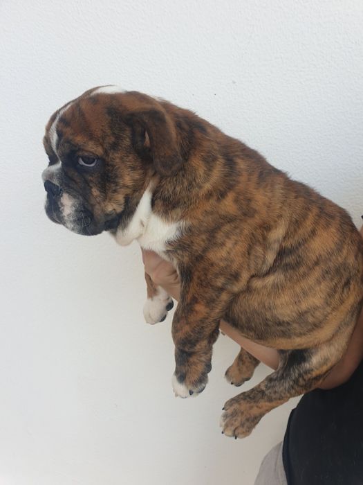 bulldog. inglês ingles