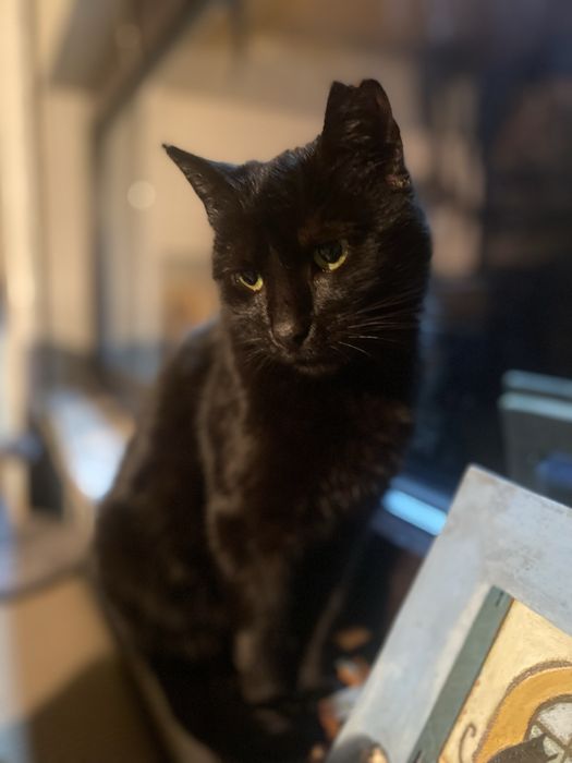 Kocica ok 2 letnia, wysterylizowana do adopcji