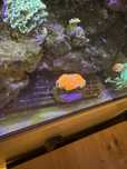 acanthastrea czerwona kulka