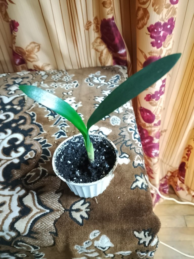 Кливия оранжевая