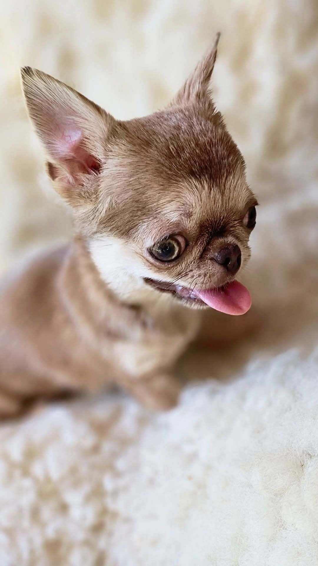 Chihuahua miniarurka isabela podpalana