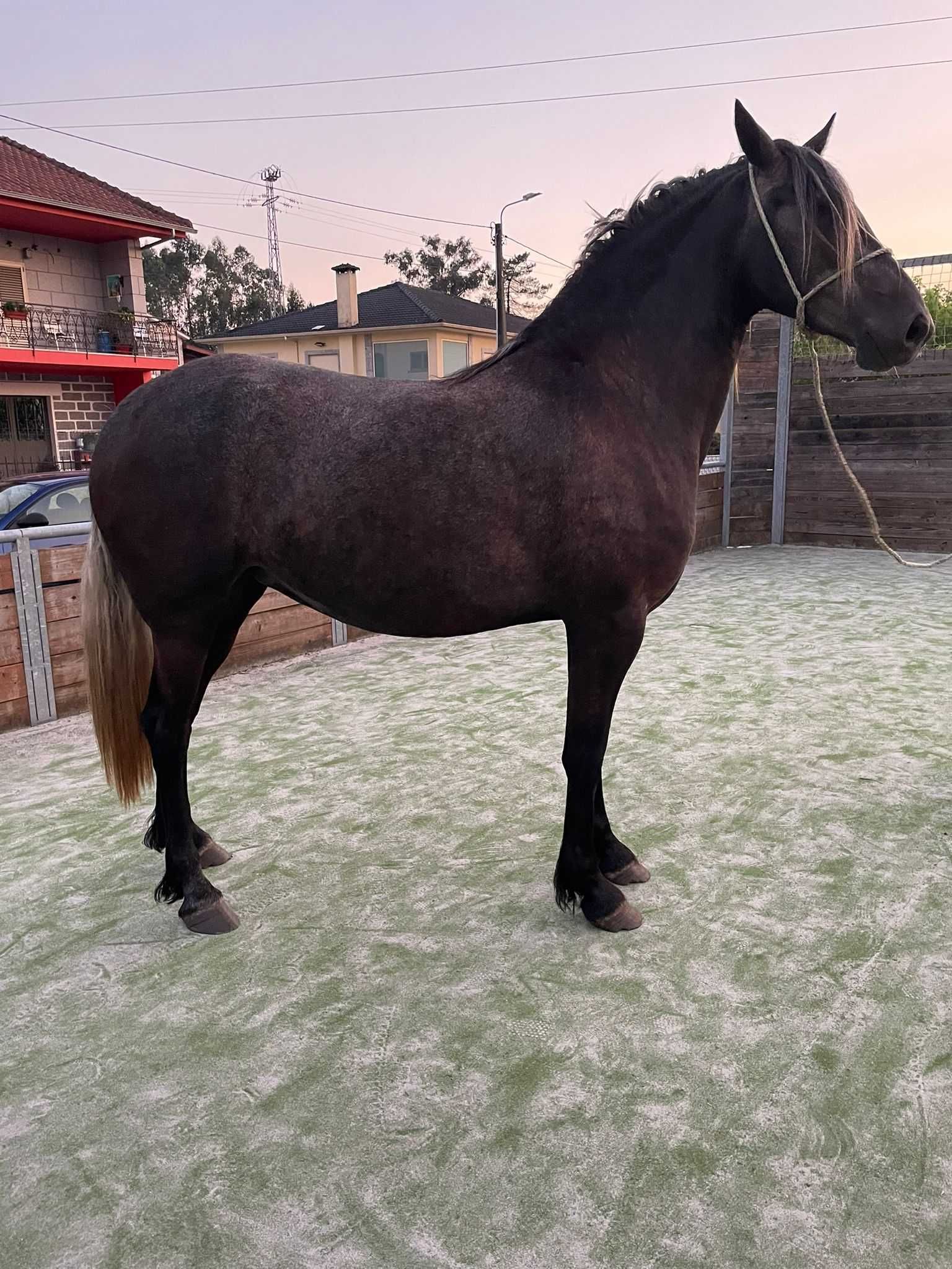 Poldra frison 3 anos