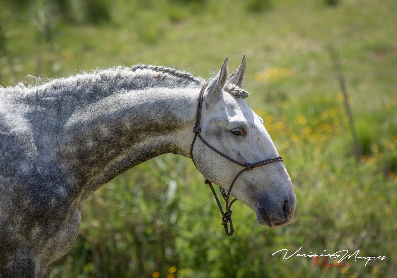 Filho do riopele lusitano puro