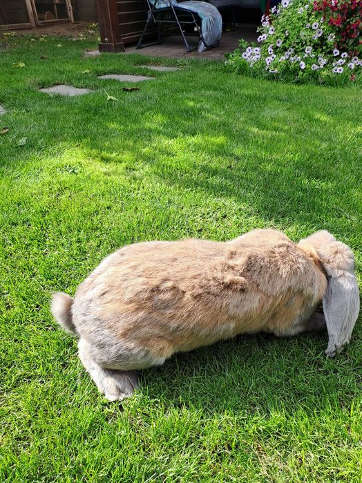 Sprzedam kroliki barany francuskie