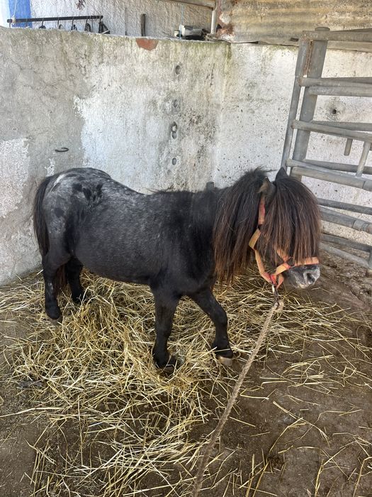 Ponei montado mansinho