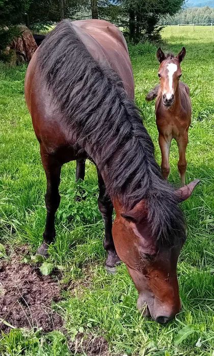 PILNIE NOWA CENA Roczna klaczka welsh part bred 145 cm