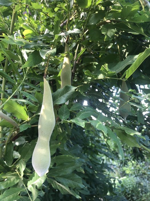 Гліцинія фіолетова, рослина