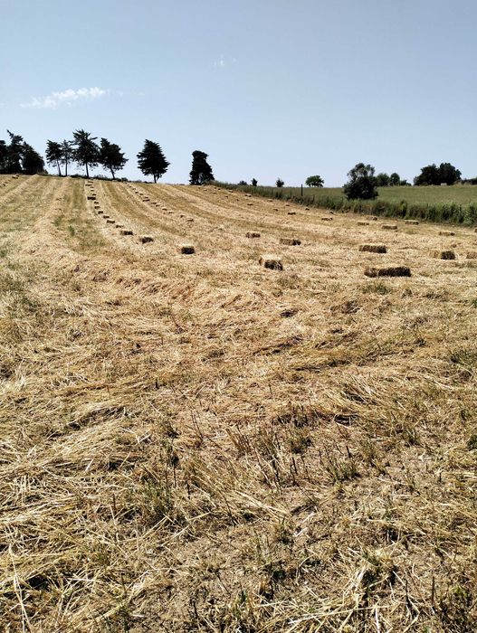 Feno de azevem de muito boa qualidade. Com possibilidade de transporte