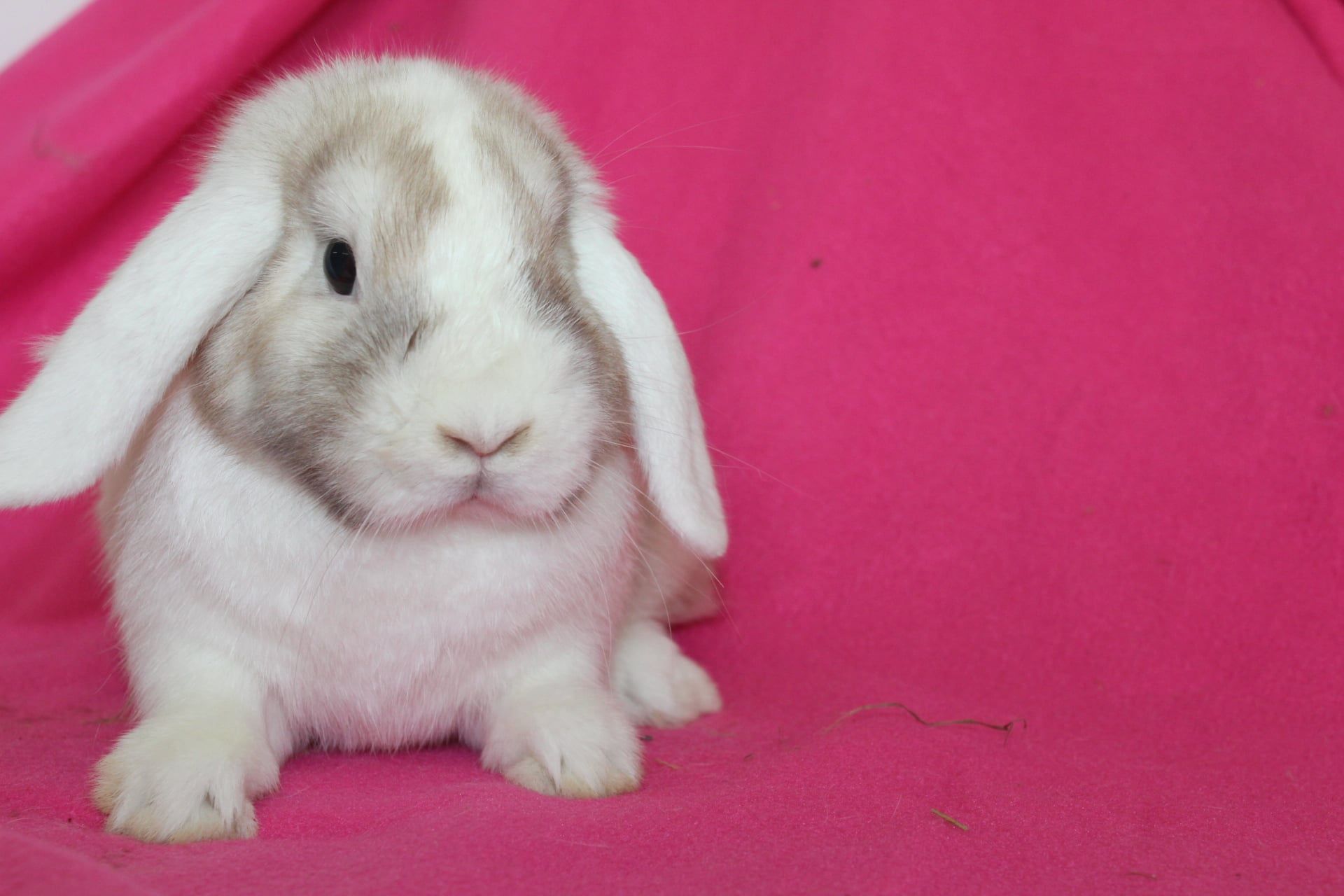 Samice mini lop , mini lopy . Baranki karzełki