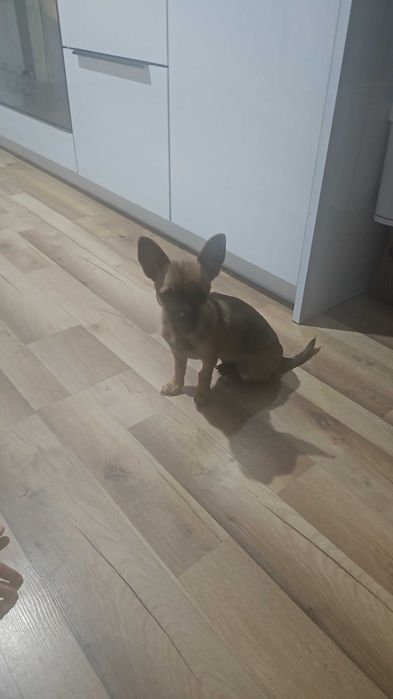 Chlopiec 6 miesiecy Chihuaha