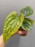 Anthurium nigrolaminum gigi x luxurians Anturium