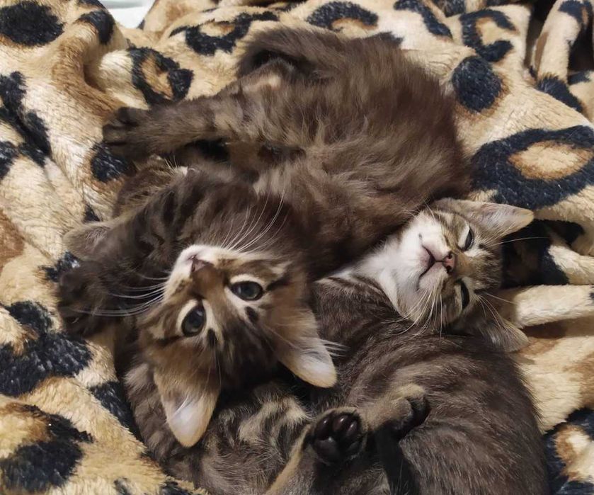 Смугасті гарнючі кошенята в добрі руки. Котята безкоштовно