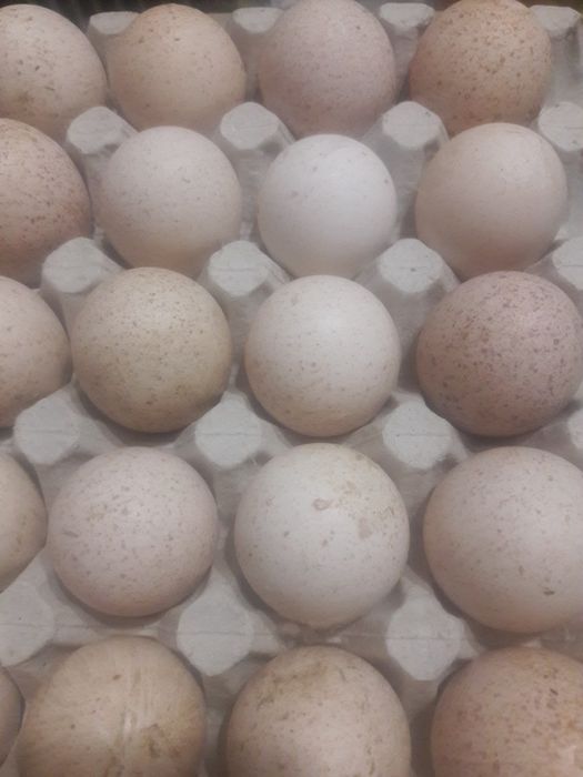 Інкубаційне яйце блакитний фаворит