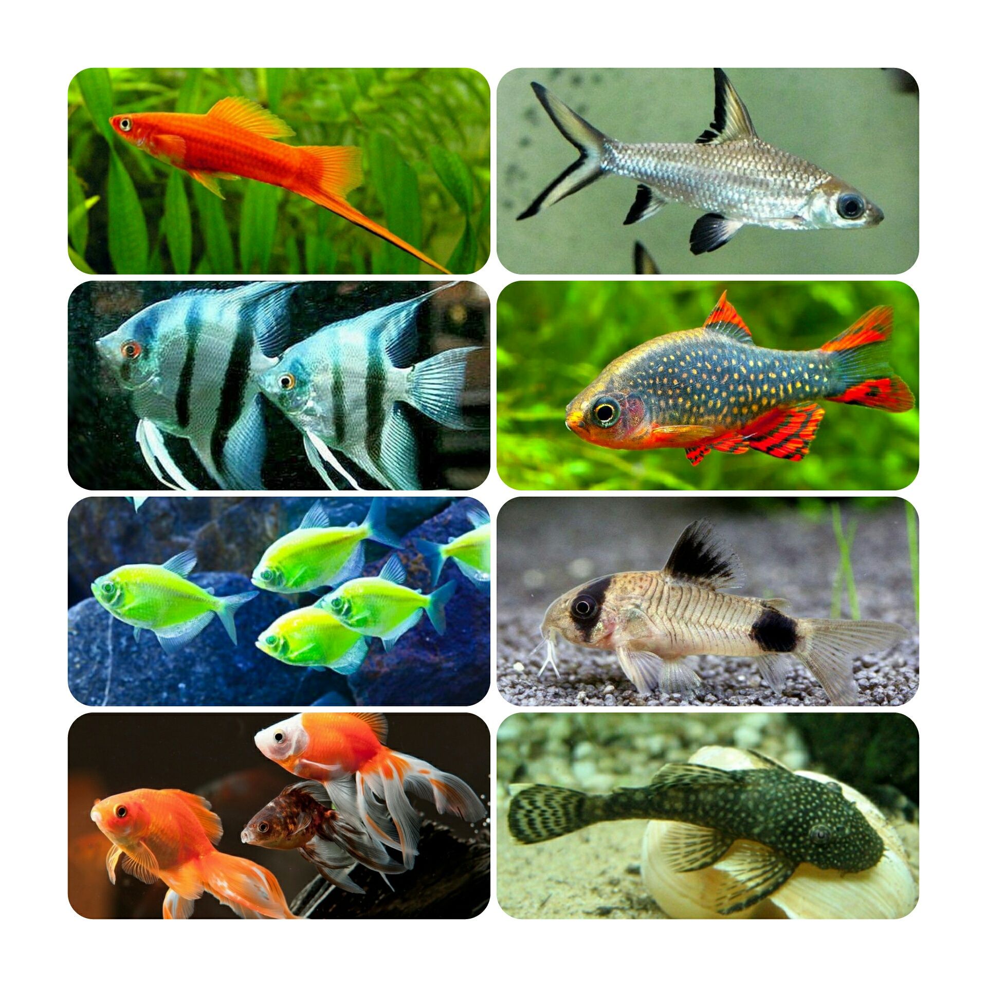 Аквариумні рибки: 400+ видів, рослини креветки, корм аквариумные рыбки