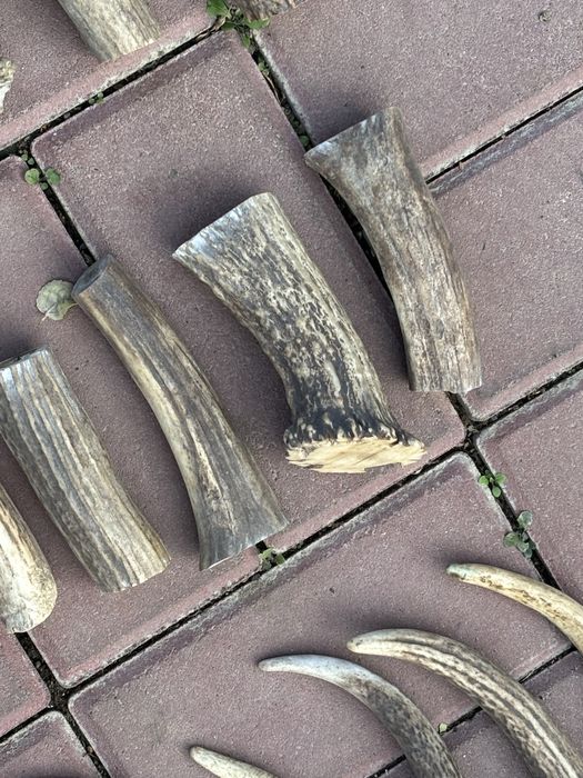 Заготовки рог для поделок