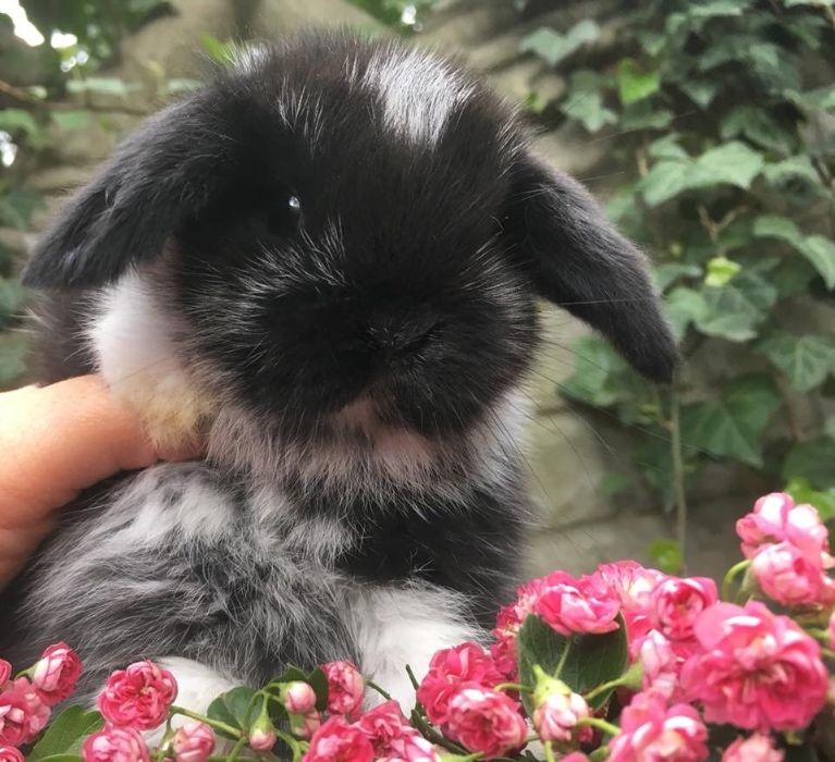 Mini lop do odbioru od ręki dowóz do większych miast Mini lopy